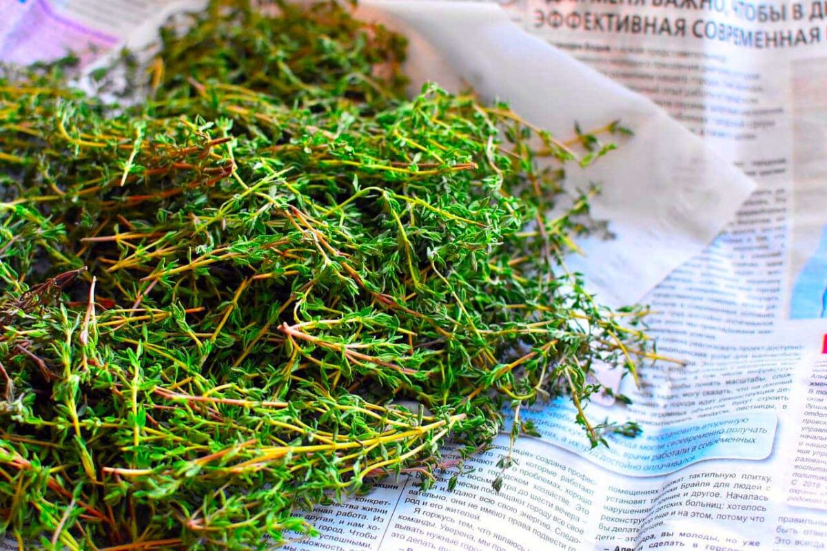 Fresh Thyme herbs on a newspaper.