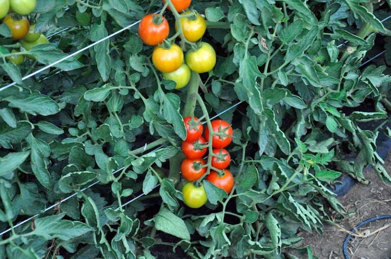 45 Types Of Tomatoes AtoZ Defined Photos Butter N Thyme