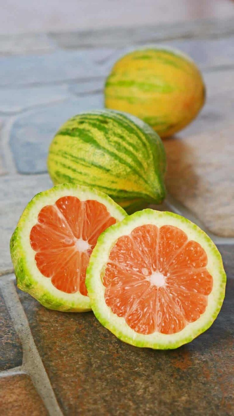 Variegated Pink Lemon 🍋 How To Grow Uses Facts