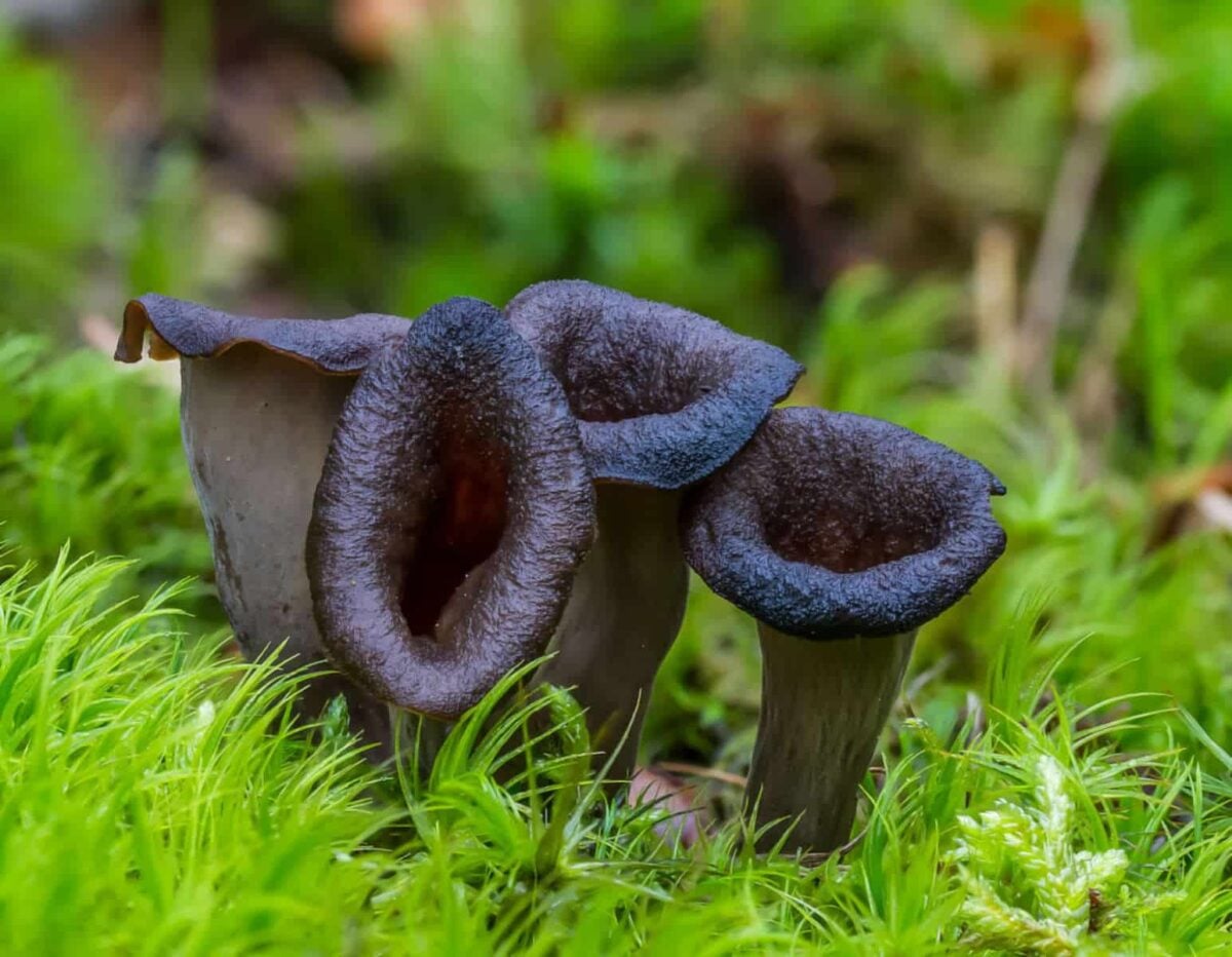 45 Types Of Mushrooms A to Z Photos 45-types-of-mushrooms-a-to-z-photos