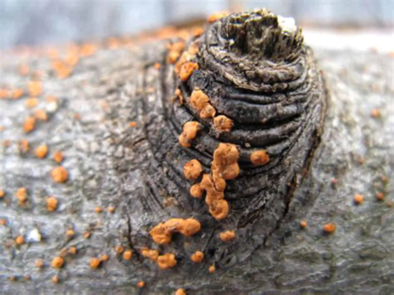 45 Types of Mushrooms AtoZ Defined Photos Butter N Thyme