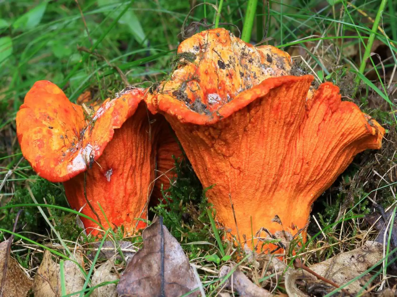 45 Types of Mushrooms AtoZ Defined Photos Butter N Thyme