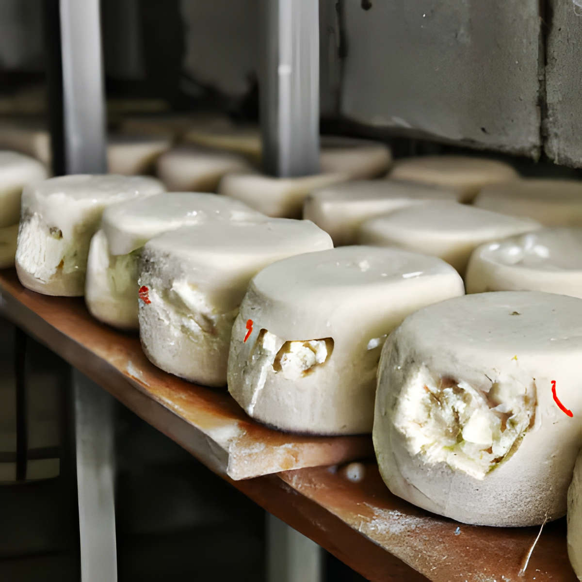 Xynotyro Cheese.