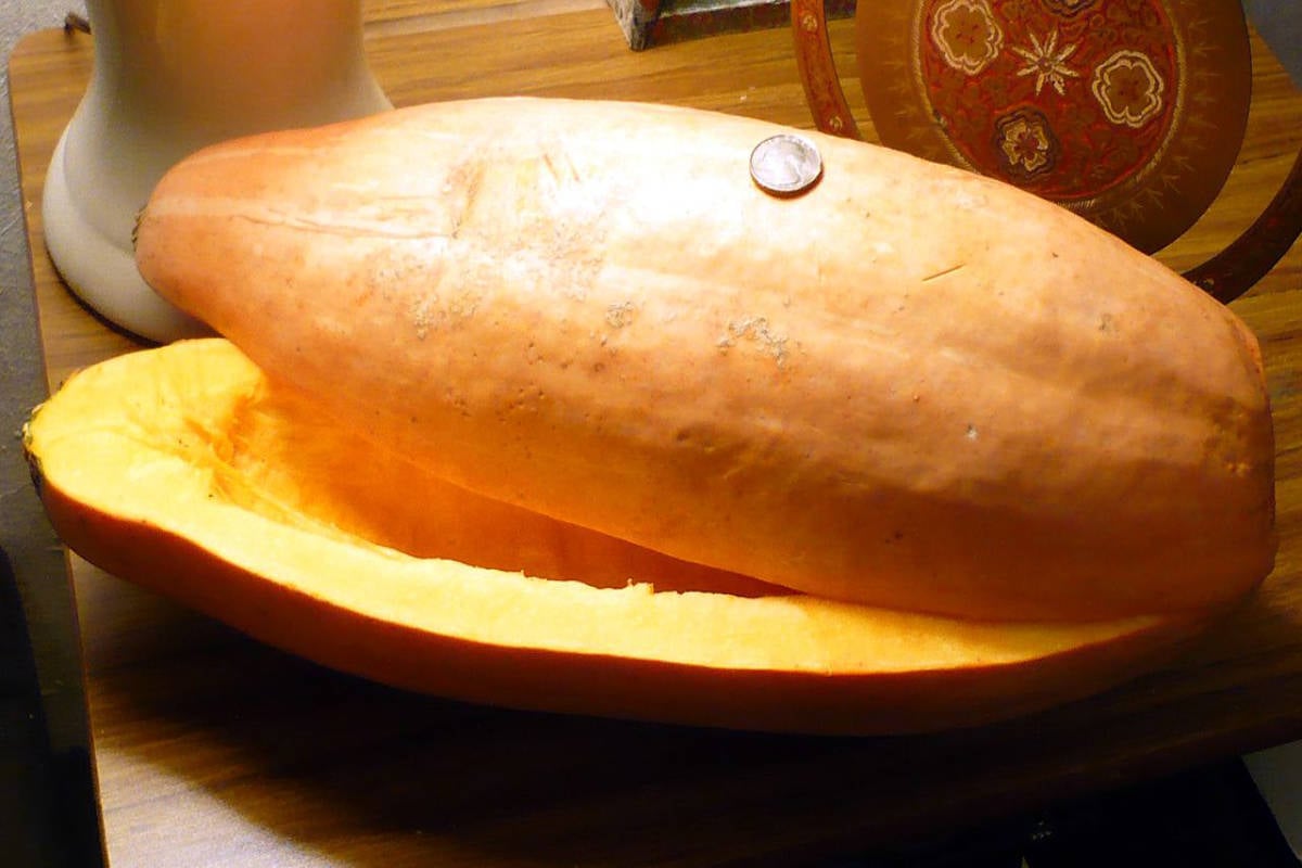 Banana Squash.