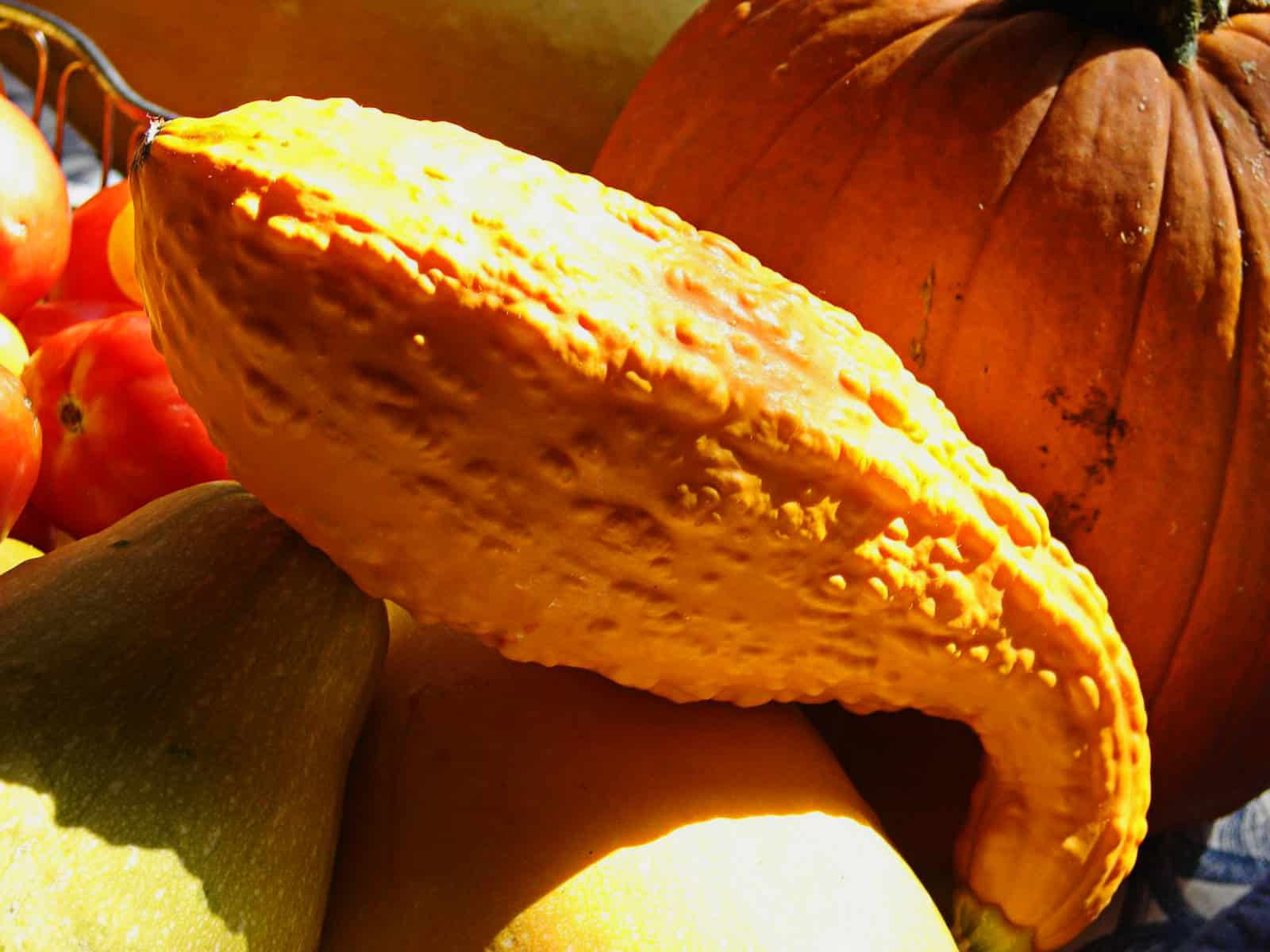 Crookneck squash
