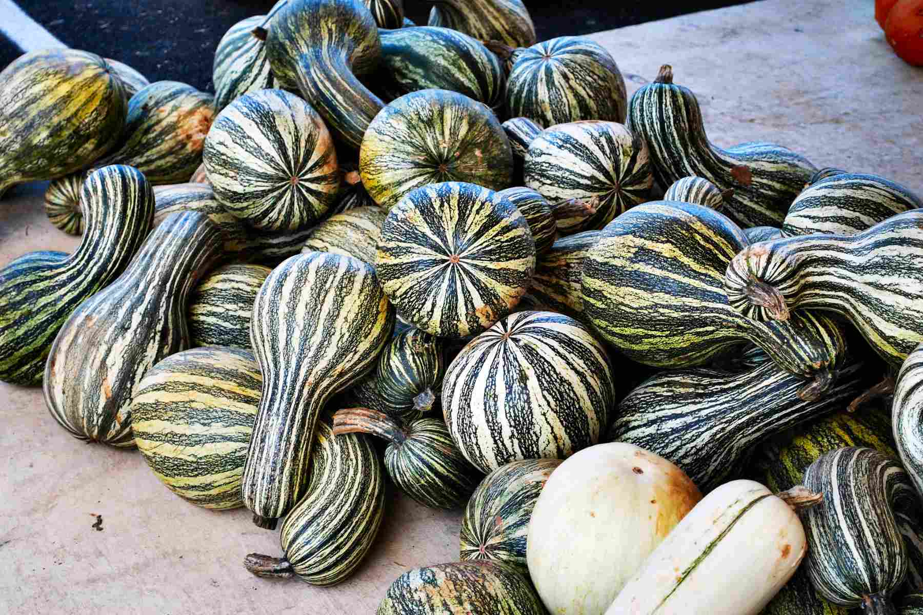 Cushaw squash