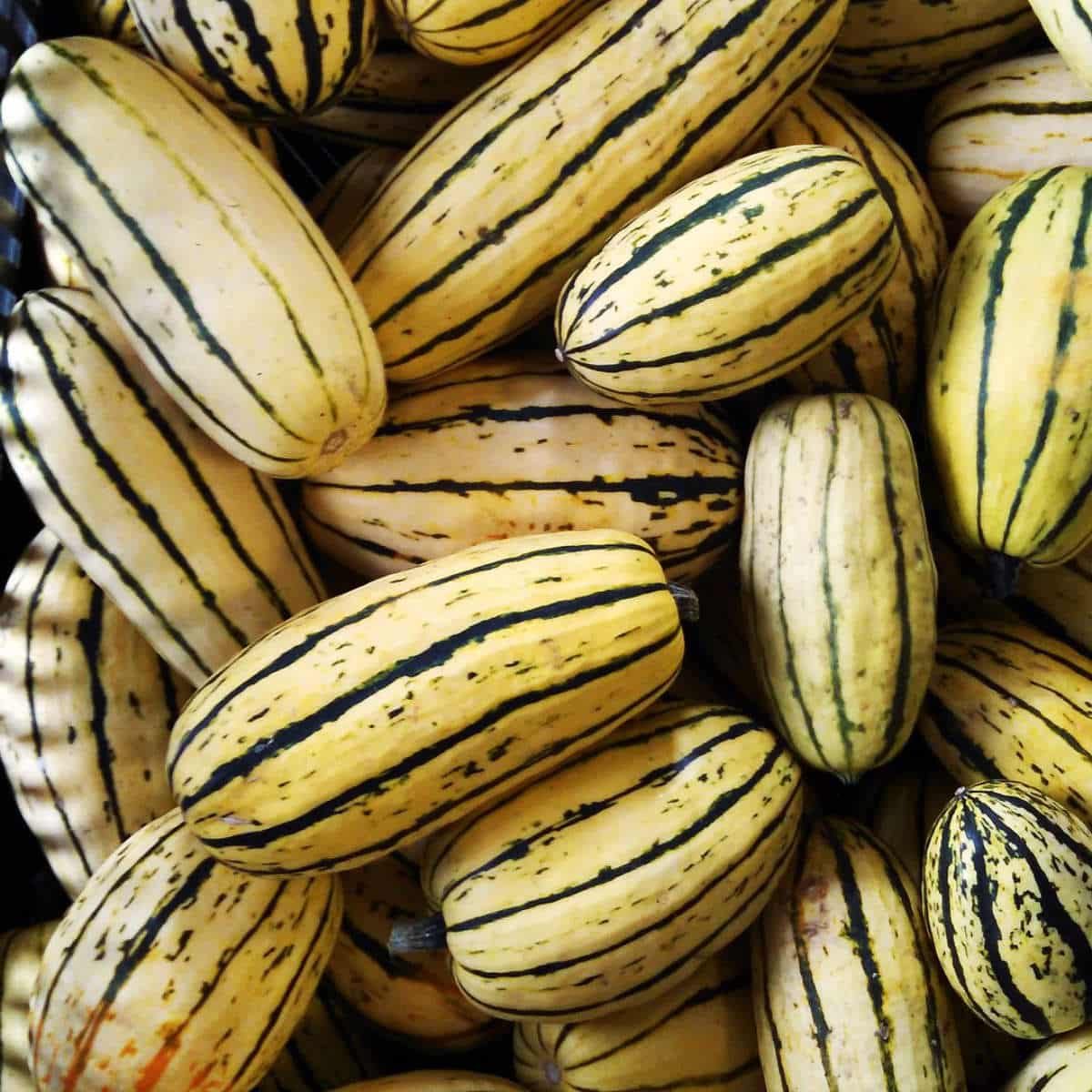 Delicata squash