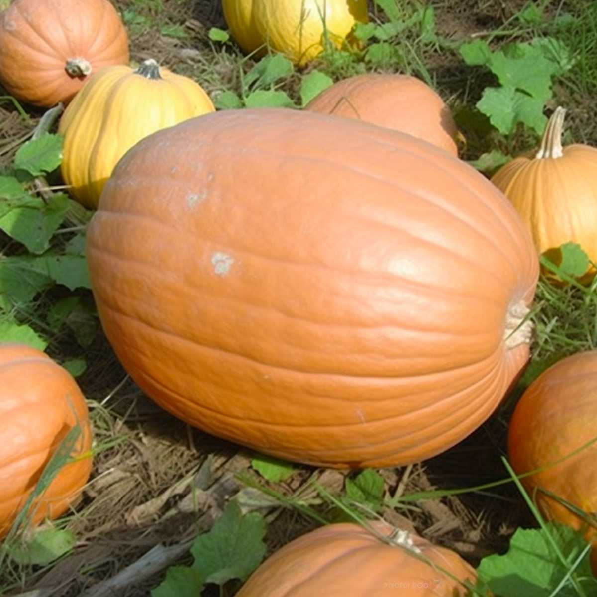 Dickinson Squash.