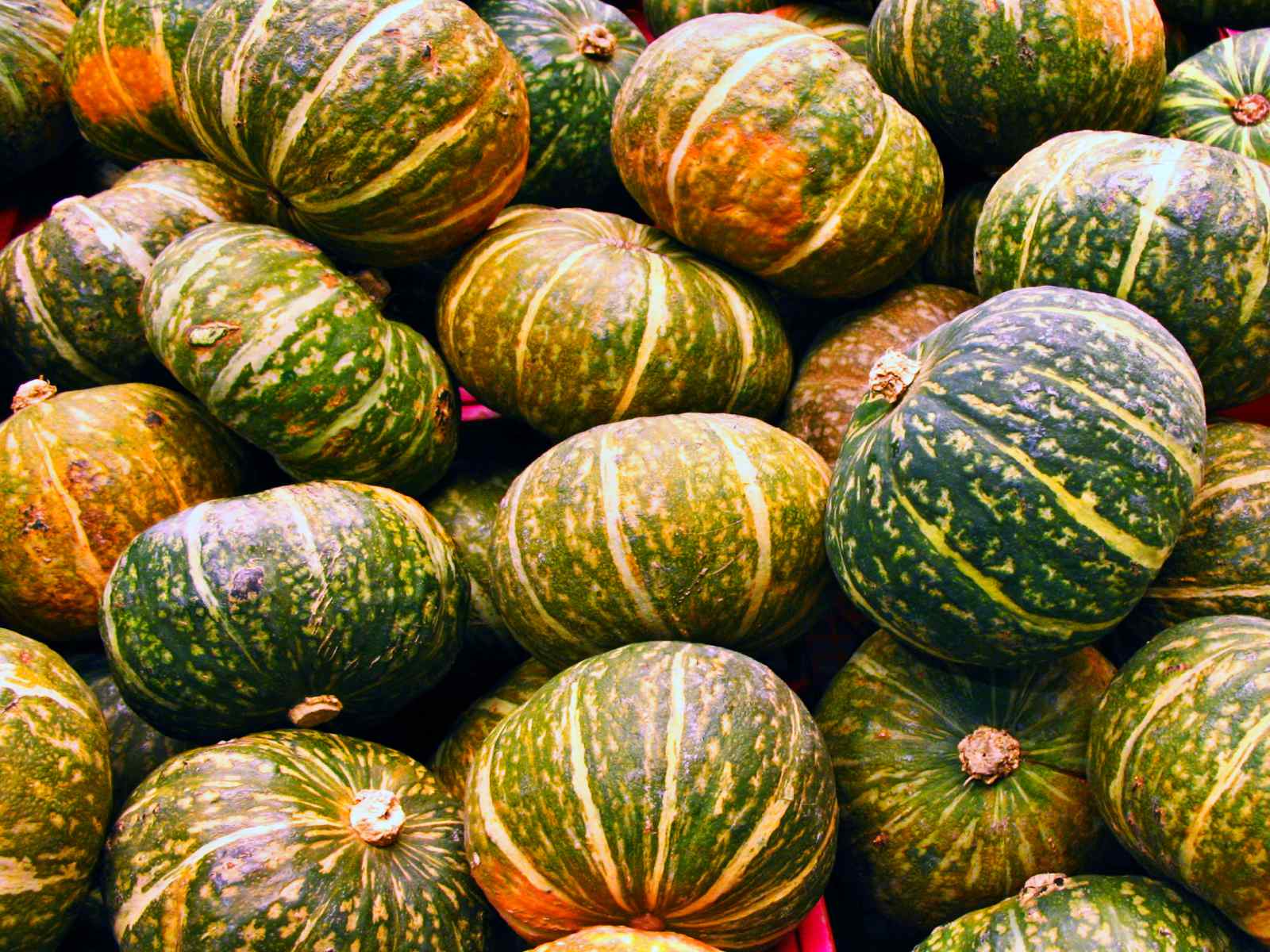 Kahocha squash