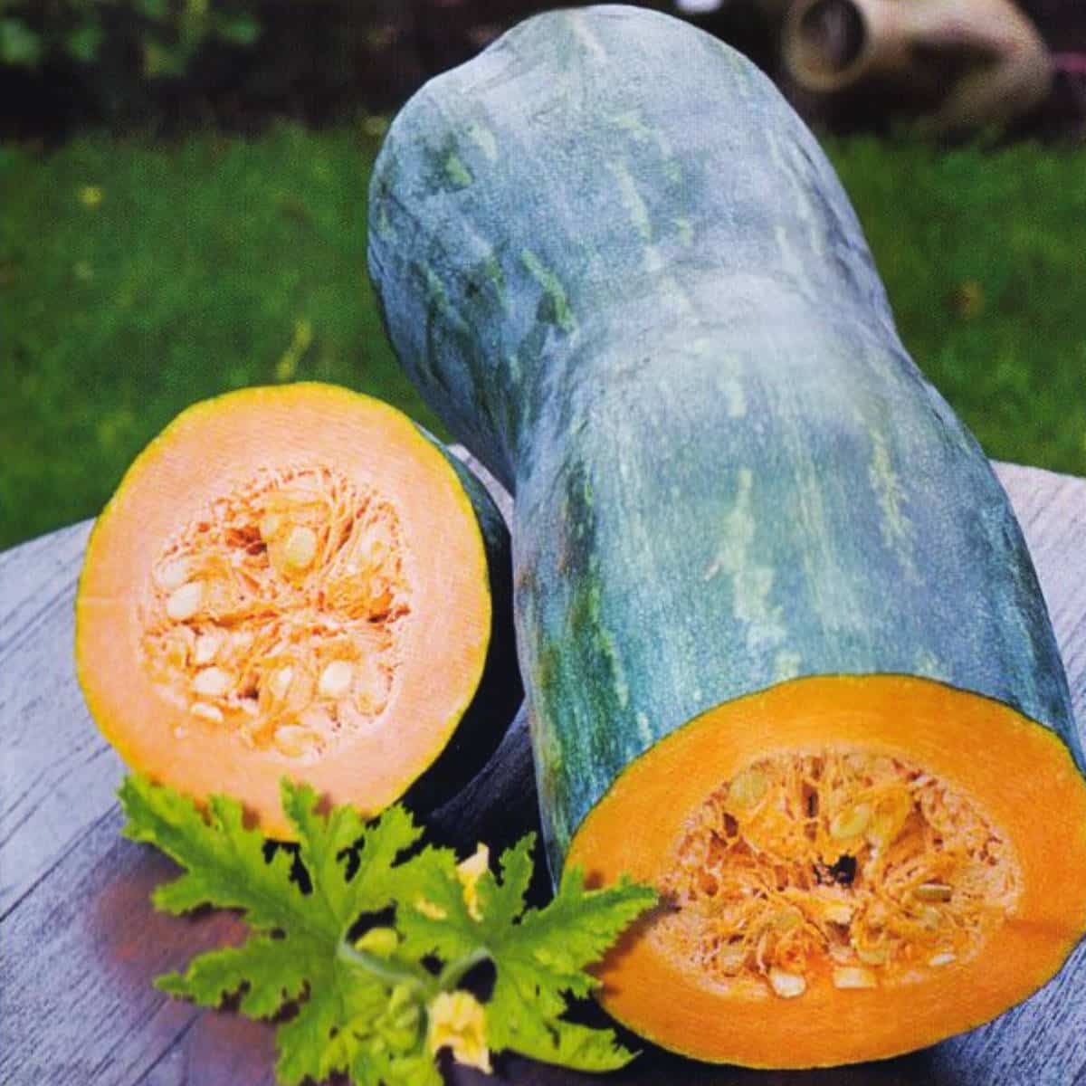 Naples long squash