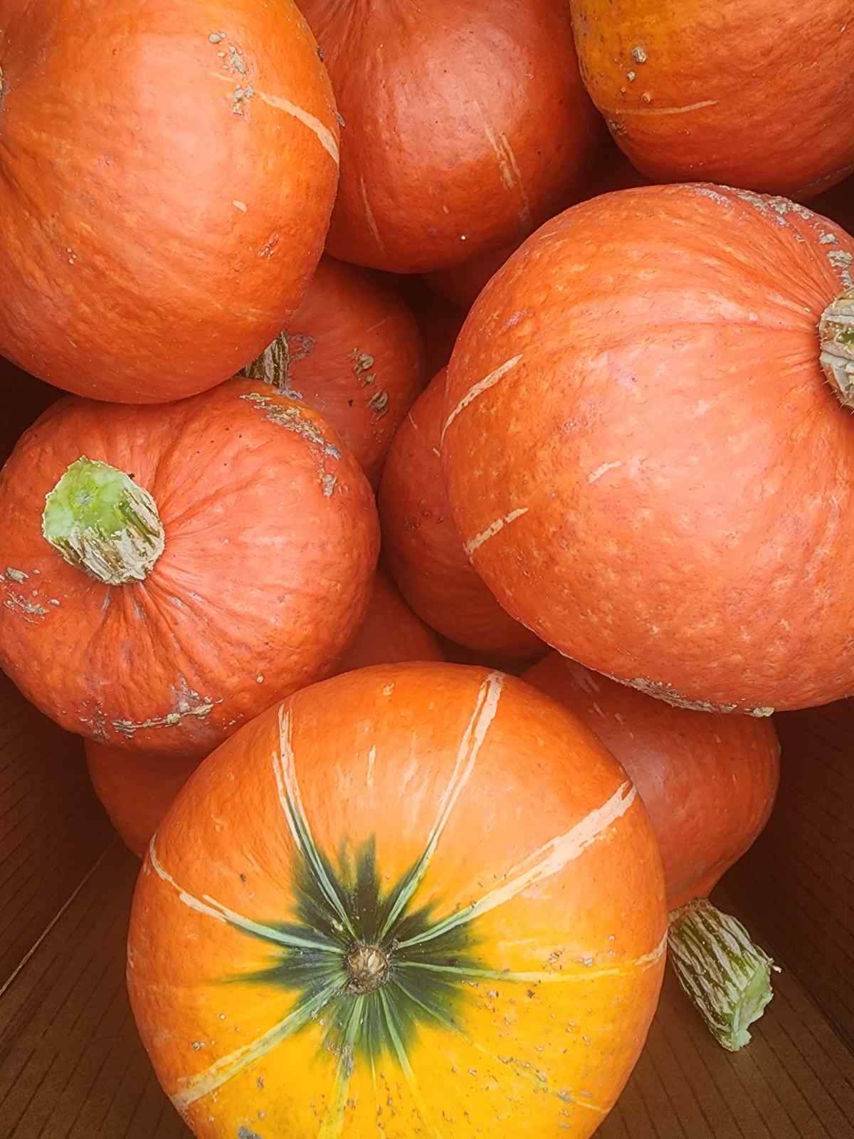 Sunshine Kabocha Squash.