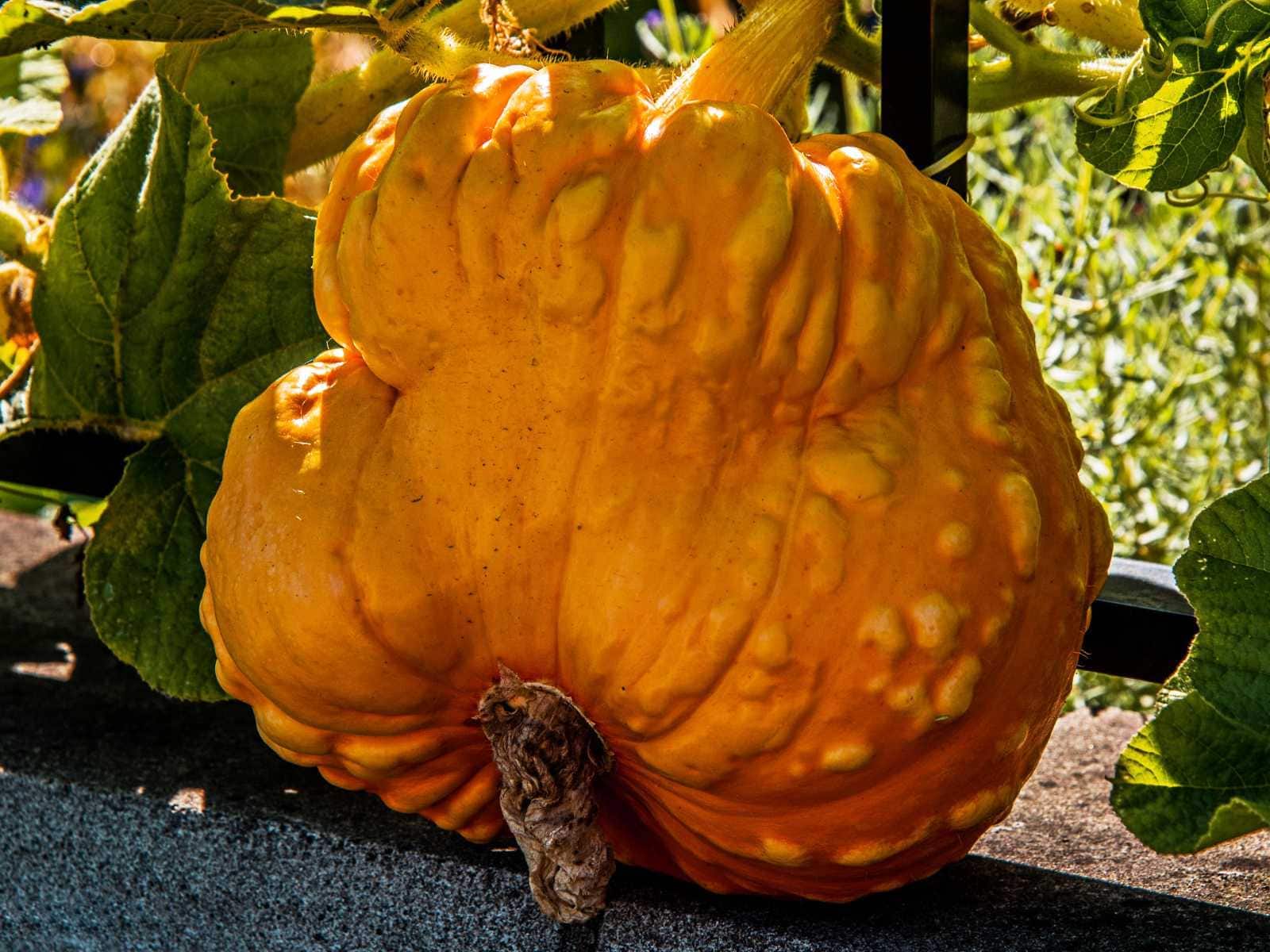 Red warty thing squash