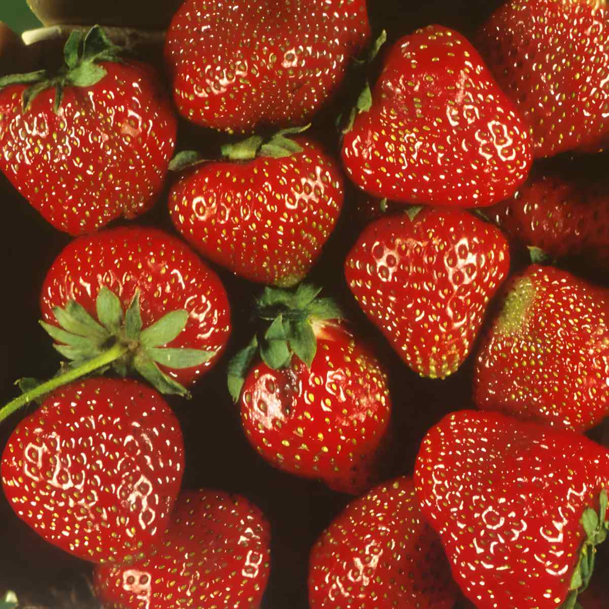 Ogallala strawberries.