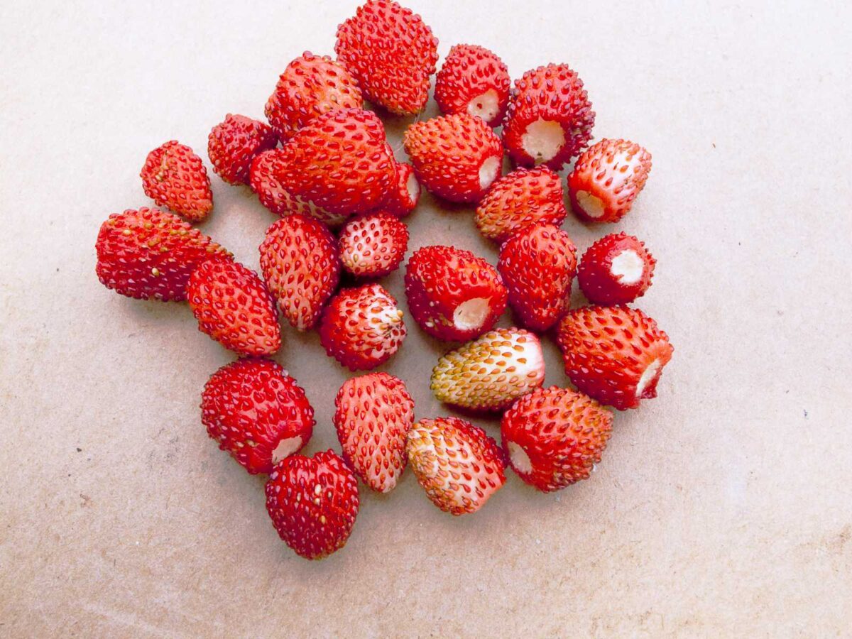 45 Types of Strawberries 🍓 A to Z Defined Photos Butter N Thyme