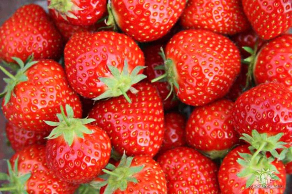 45 Types Of Strawberries 🍓 A To Z Defined Photos Butter N Thyme