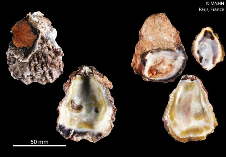 35 Types of Oysters AtoZ Photos Butter N Thyme