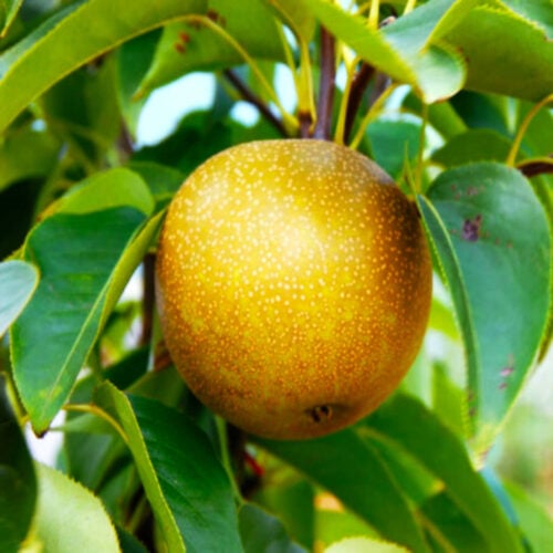 25 Types of Asian Pears A to Z Photos Butter N Thyme