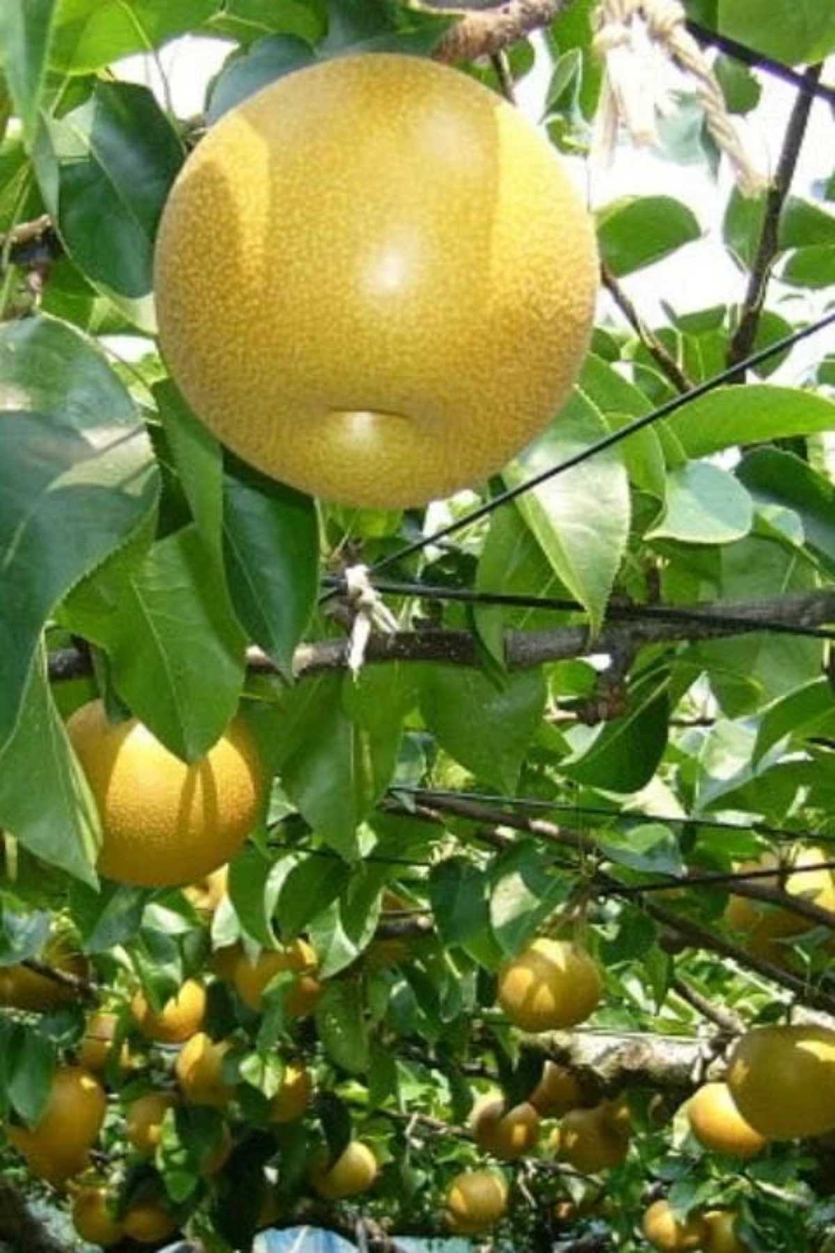 Atago Asian Pears.