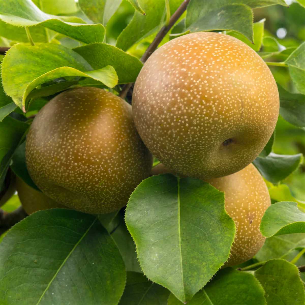 Brown Ya Pear.