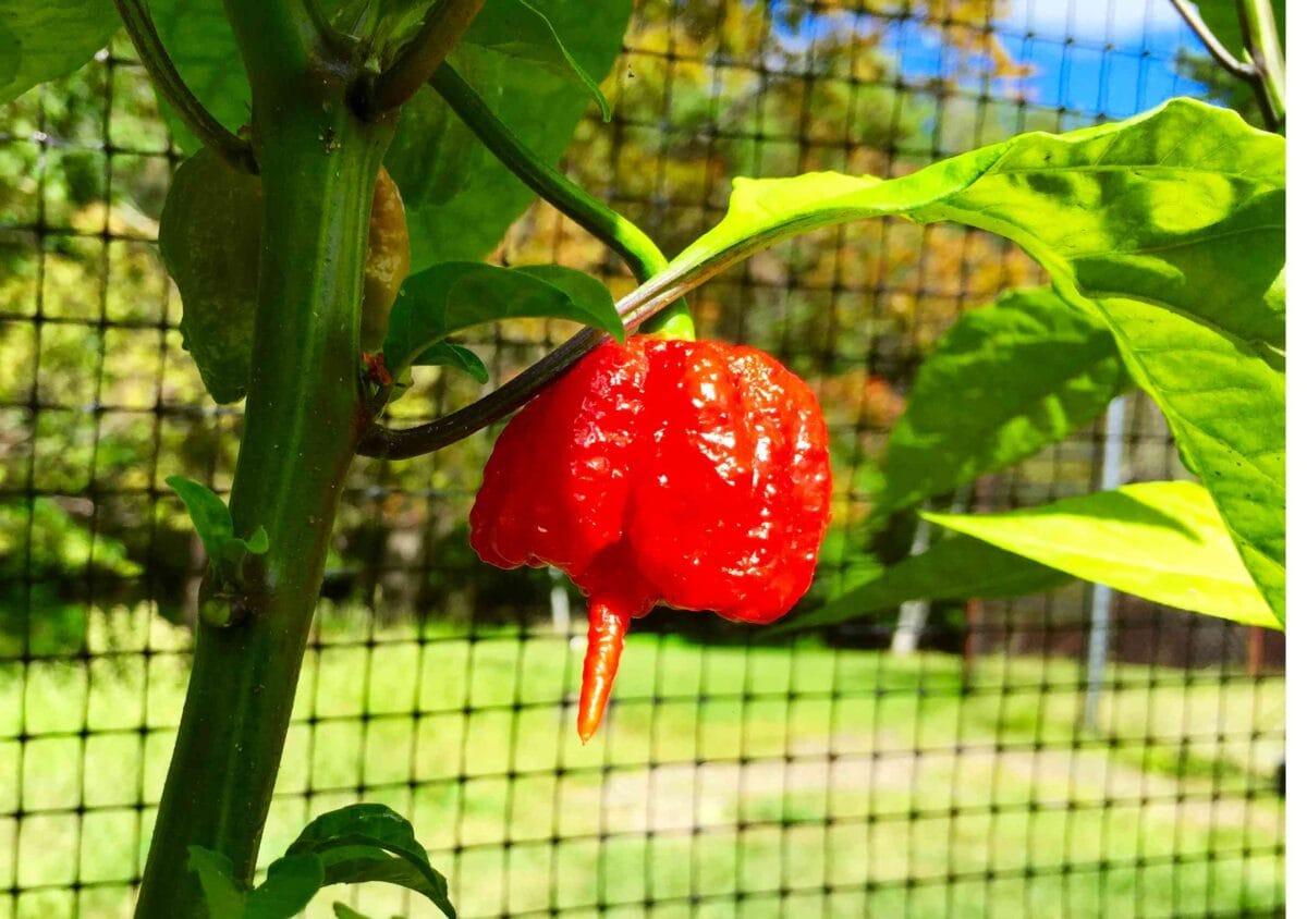 Carolina Reaper Pepper: Class HP22B - Butter N Thyme