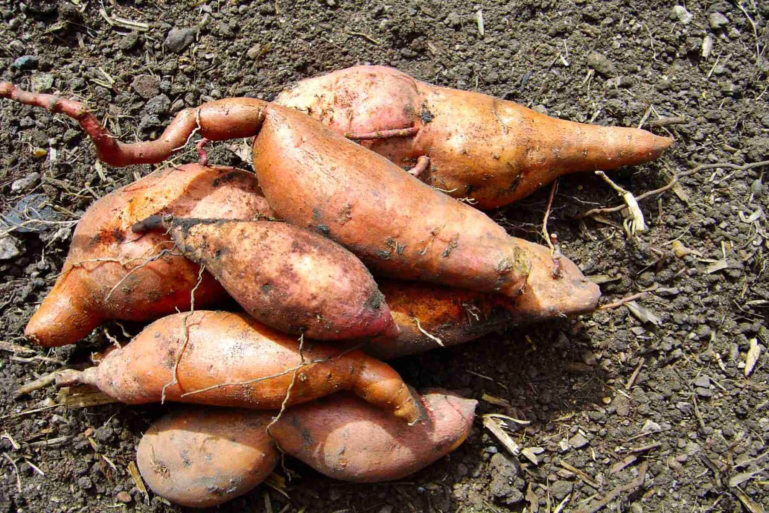 39 Types of Sweet Potatoes A to Z Photos Butter N Thyme