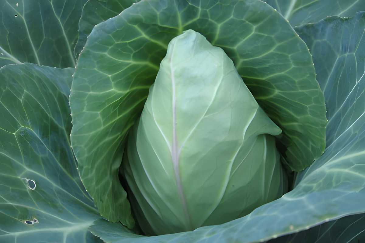 Charleston Wakefield Cabbage.