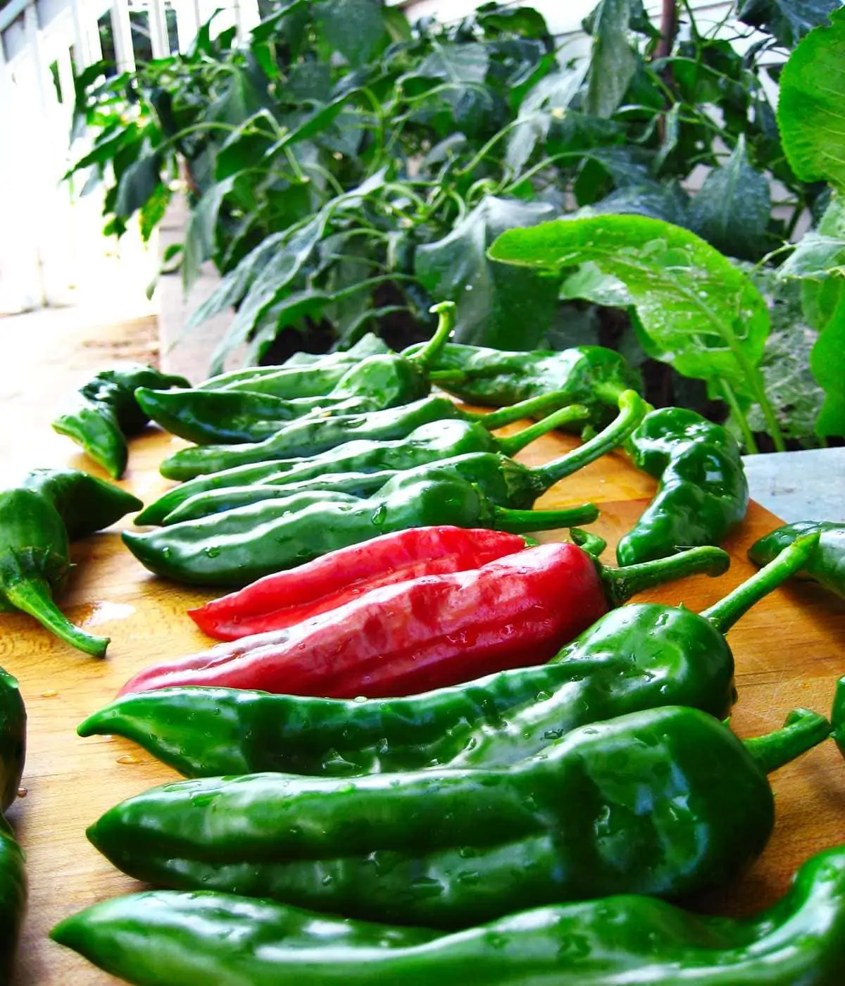 45 Types of Peppers A to Z Photos Butter N Thyme