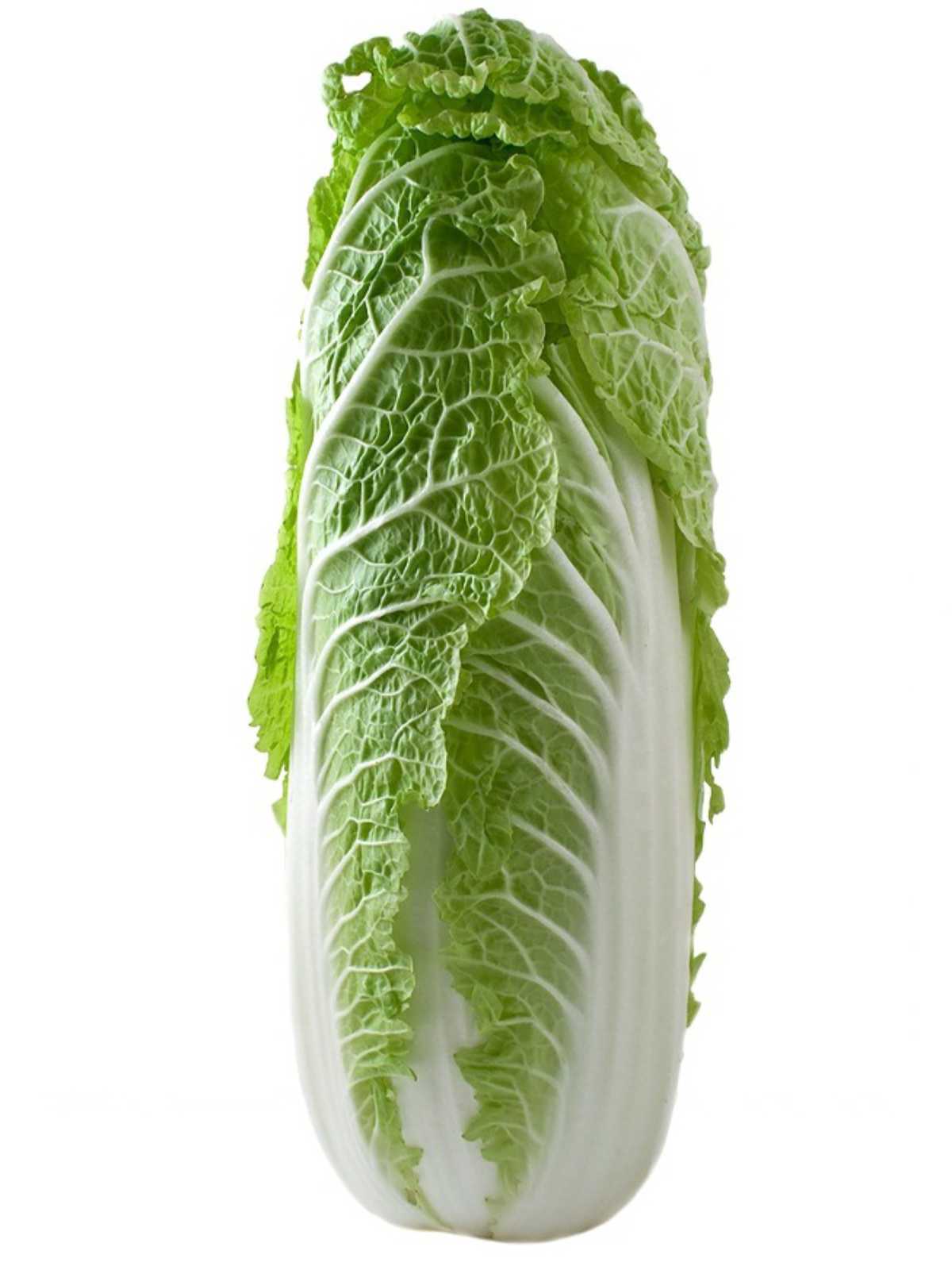 Chinese Cabbage.