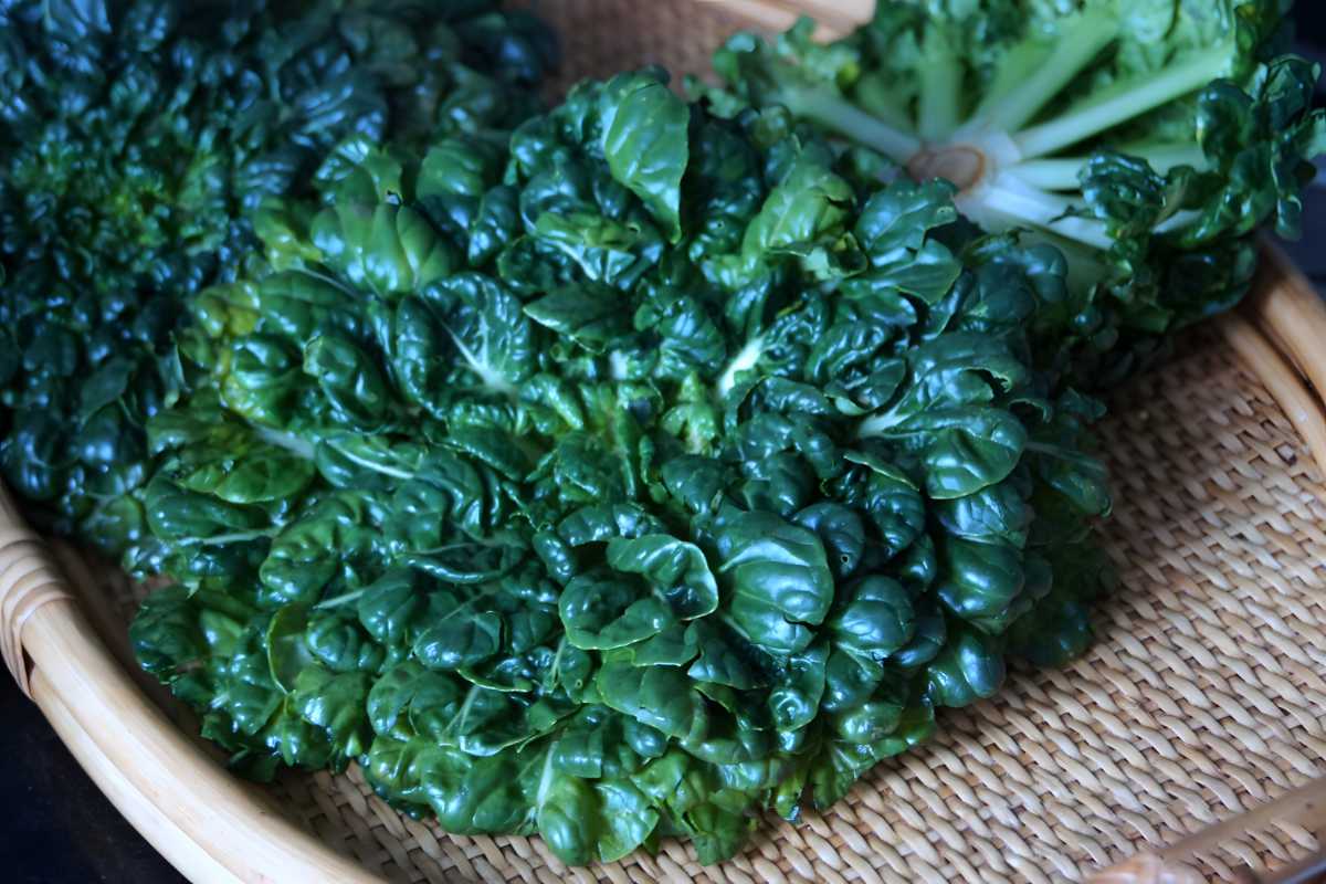 Chinese Flat Cabbage.
