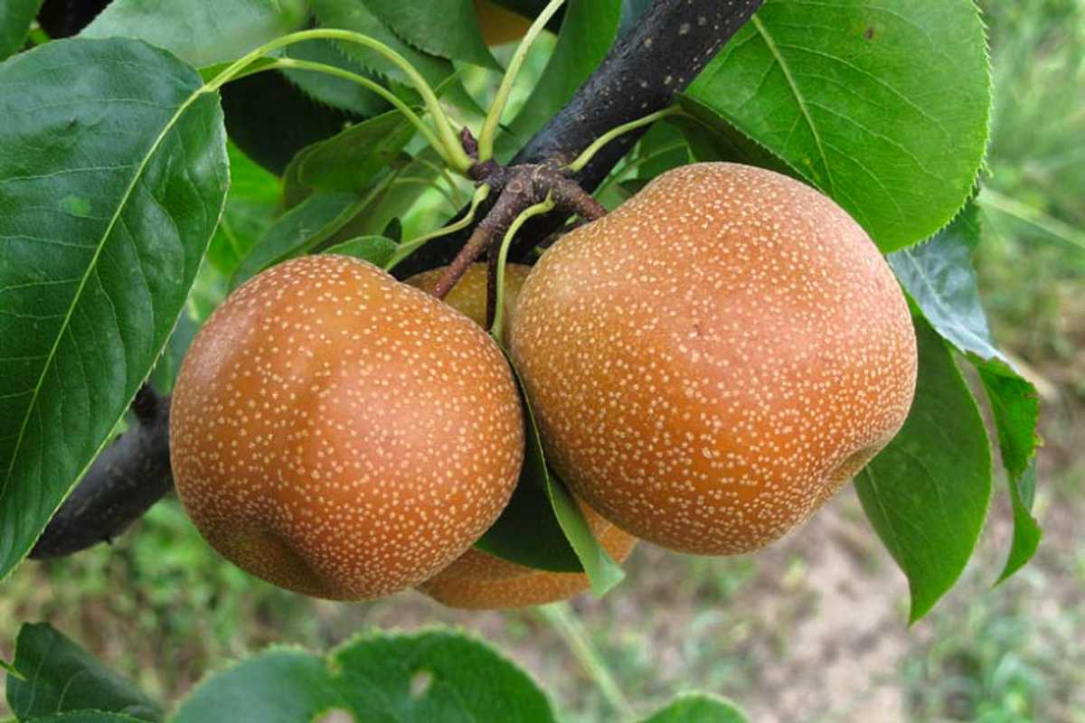 Chojuro Asian Pears.