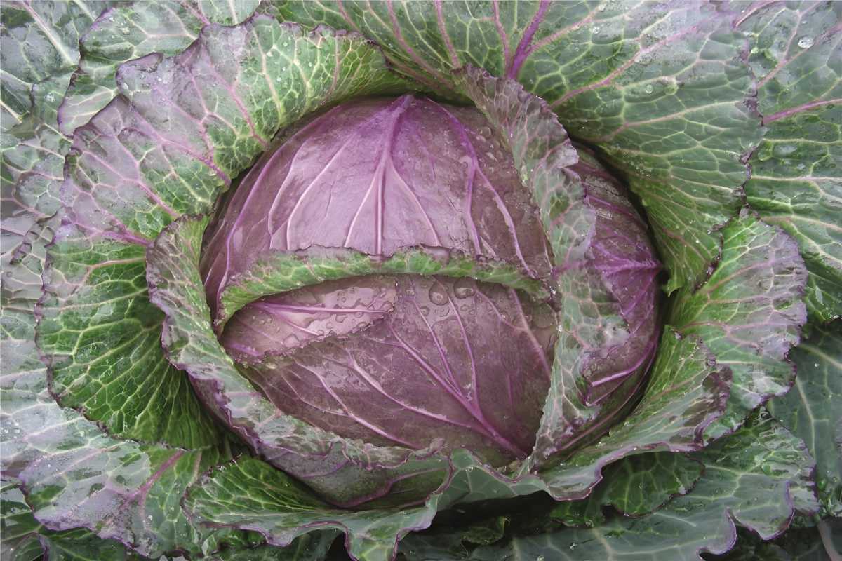 Deadon Cabbage.