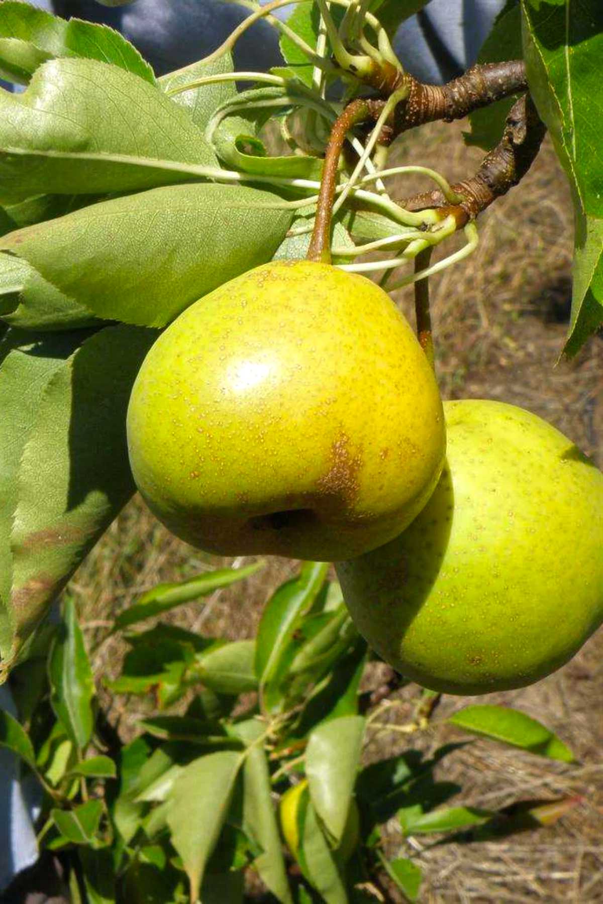 Hamese Asian Pears.