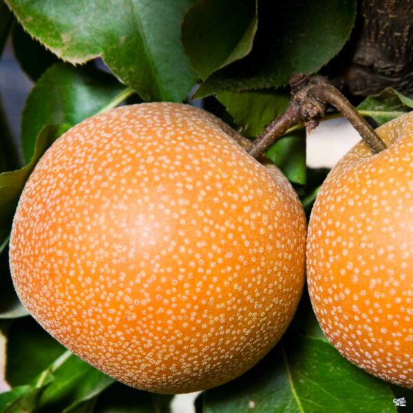 25 Types of Asian Pears A to Z Photos Butter N Thyme