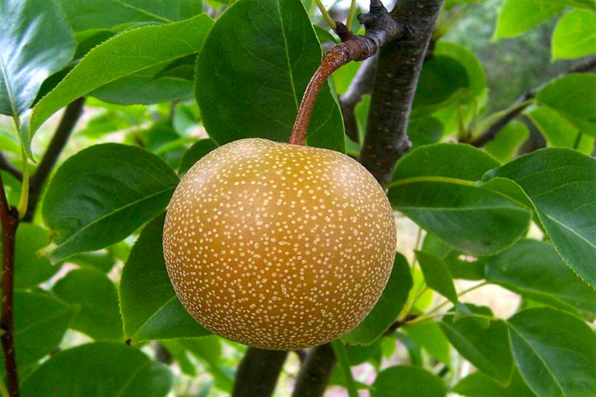 Ichiban Nashi Japanese Pear.