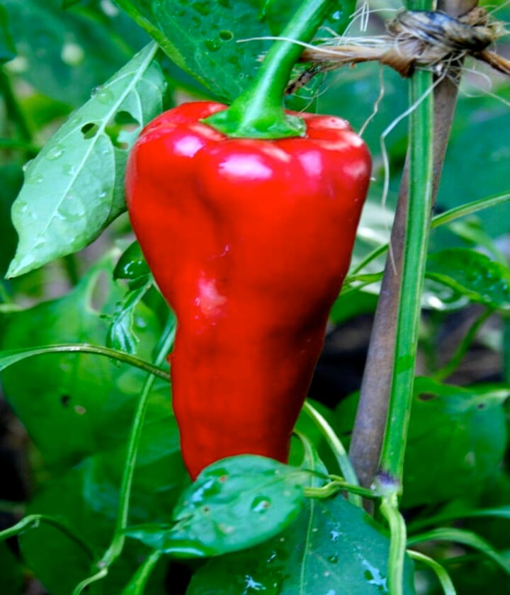 45 Types of Peppers A to Z Photos Butter N Thyme