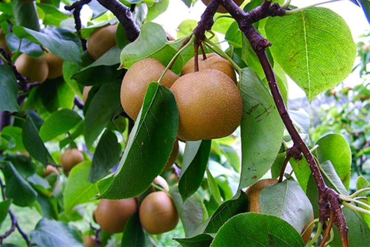 Korean Giant Korean Pears.