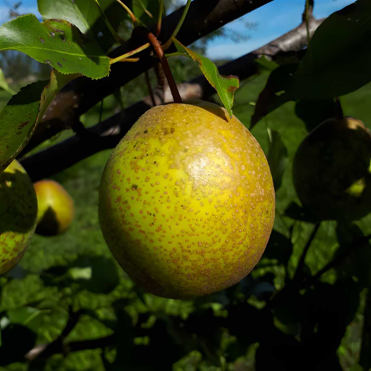 Mishirasu Asian Pears.