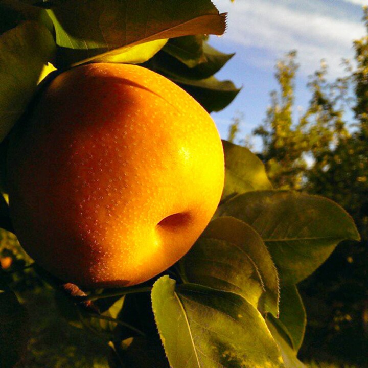 25 Types of Asian Pears A to Z Photos Butter N Thyme