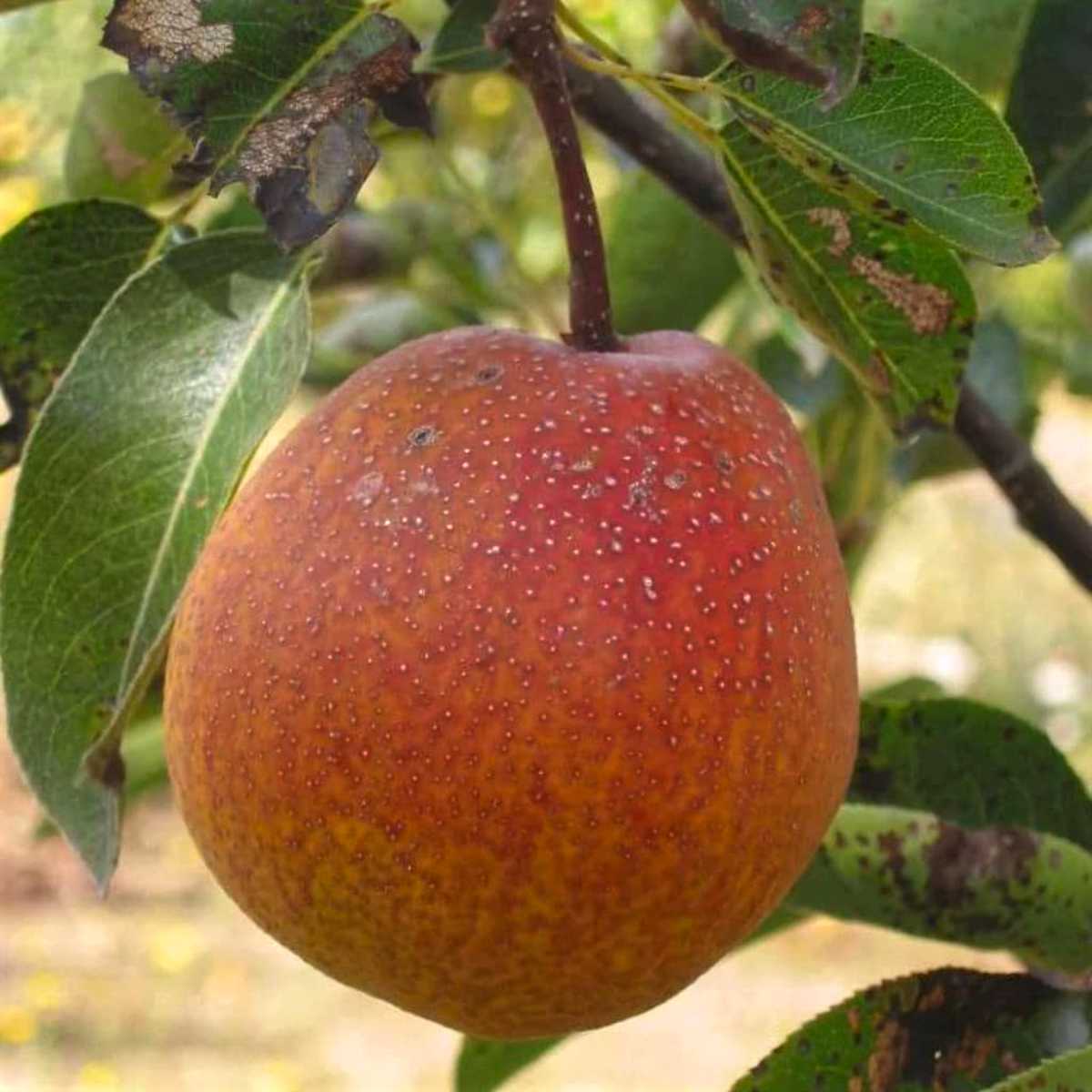 Ooharabeni Asian Pears.