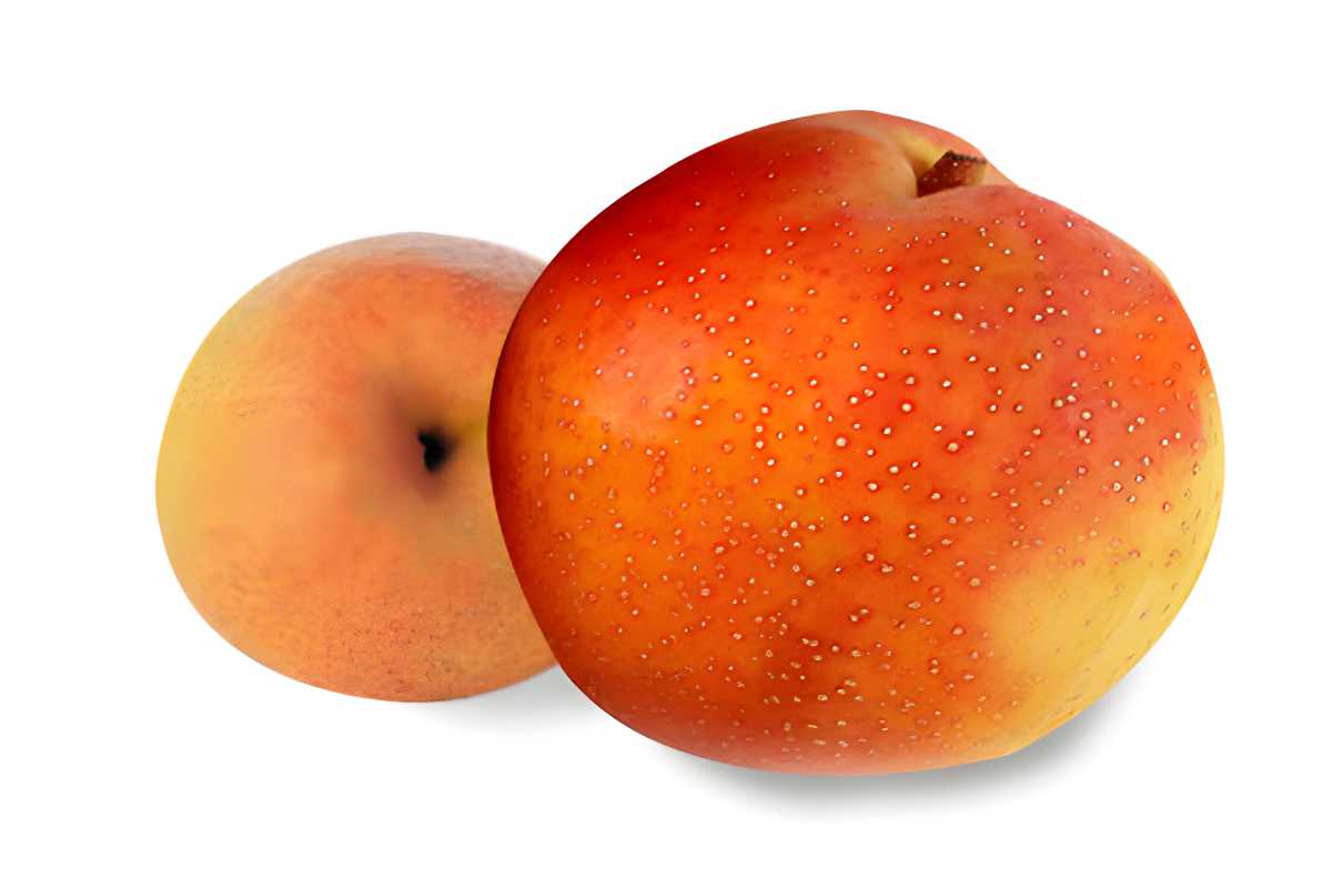 Reddy Robin Asian Pears.
