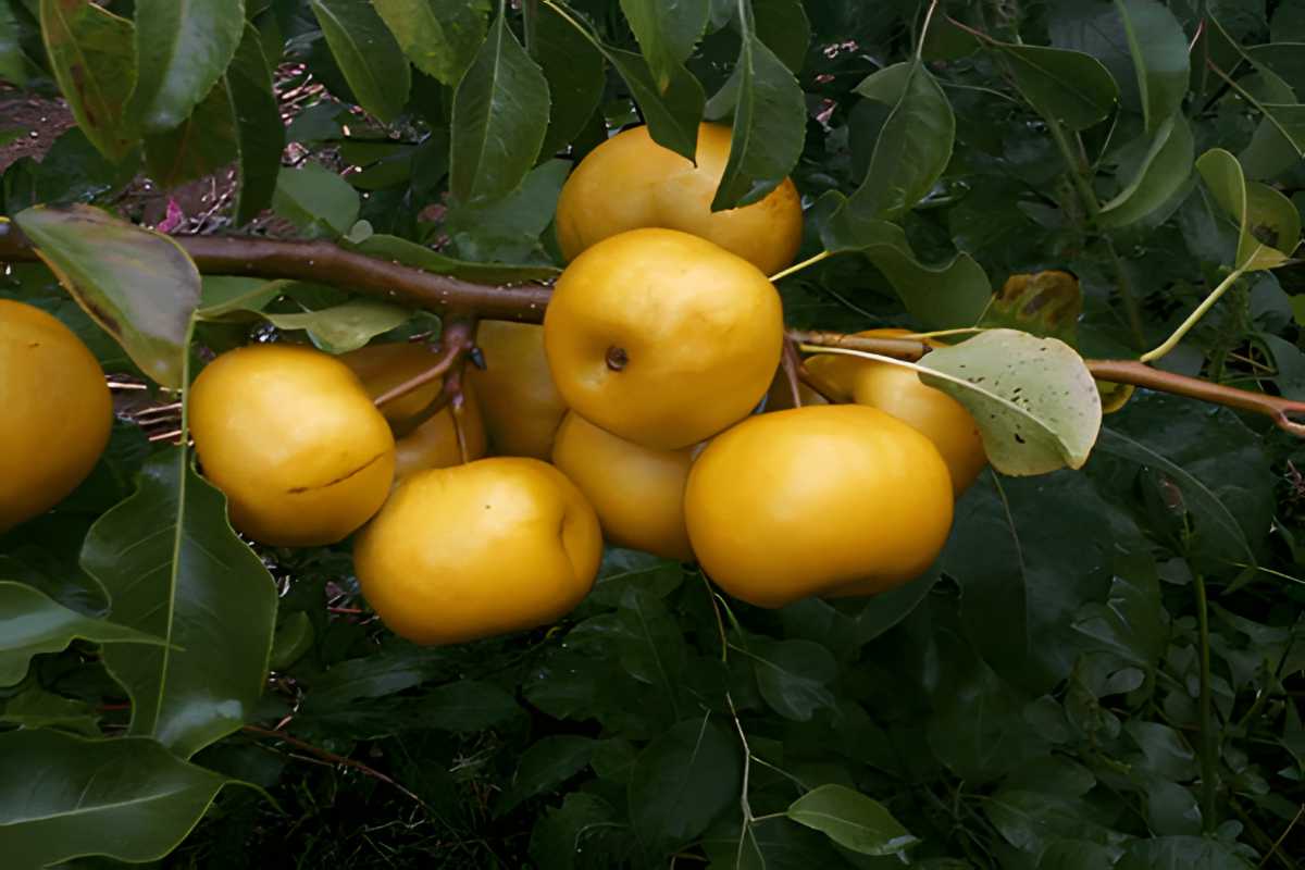 Seuri Asian Pears.