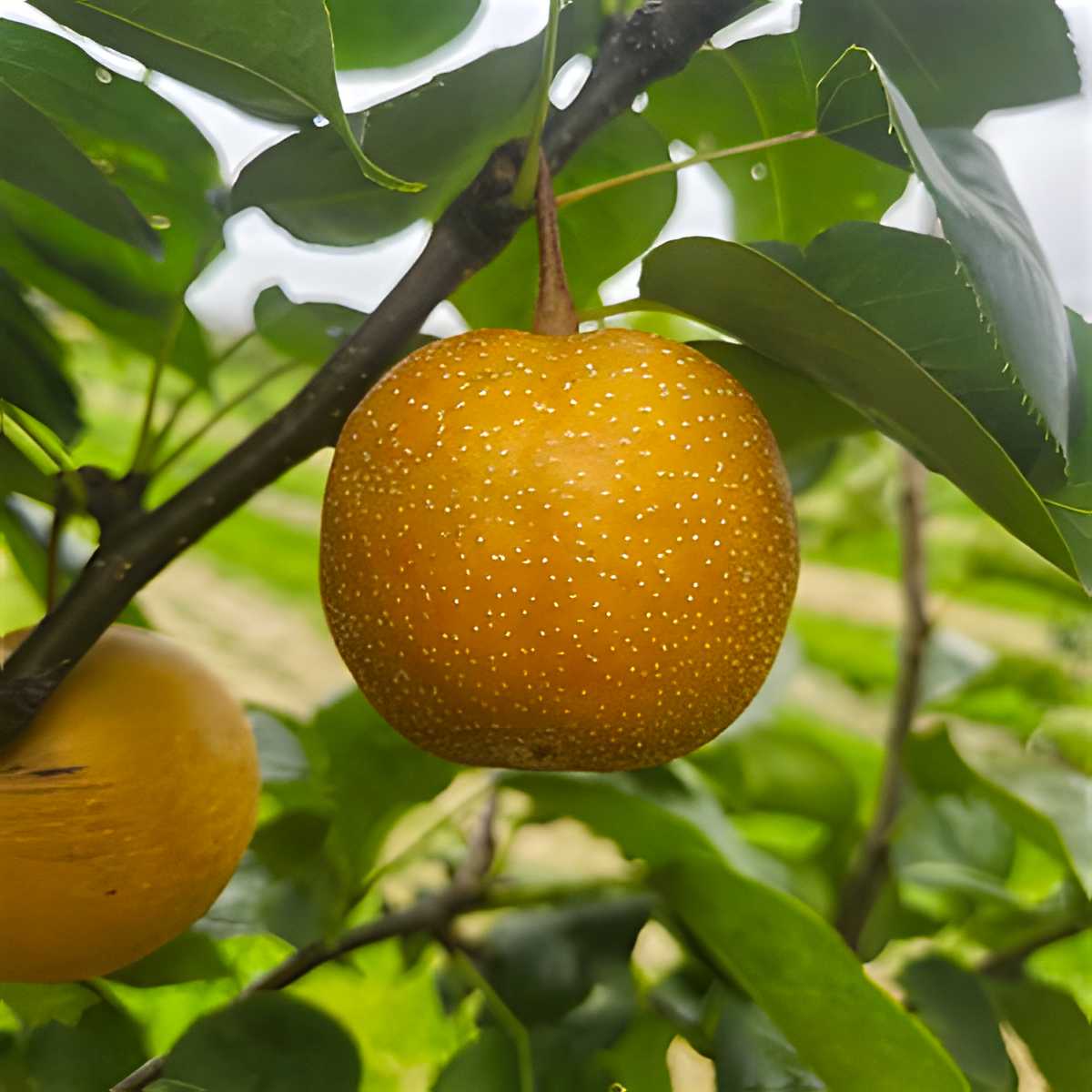 Shinsui Asian Pears.