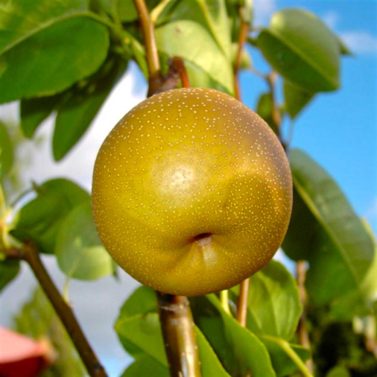 Tsu Li Chinese Pears.