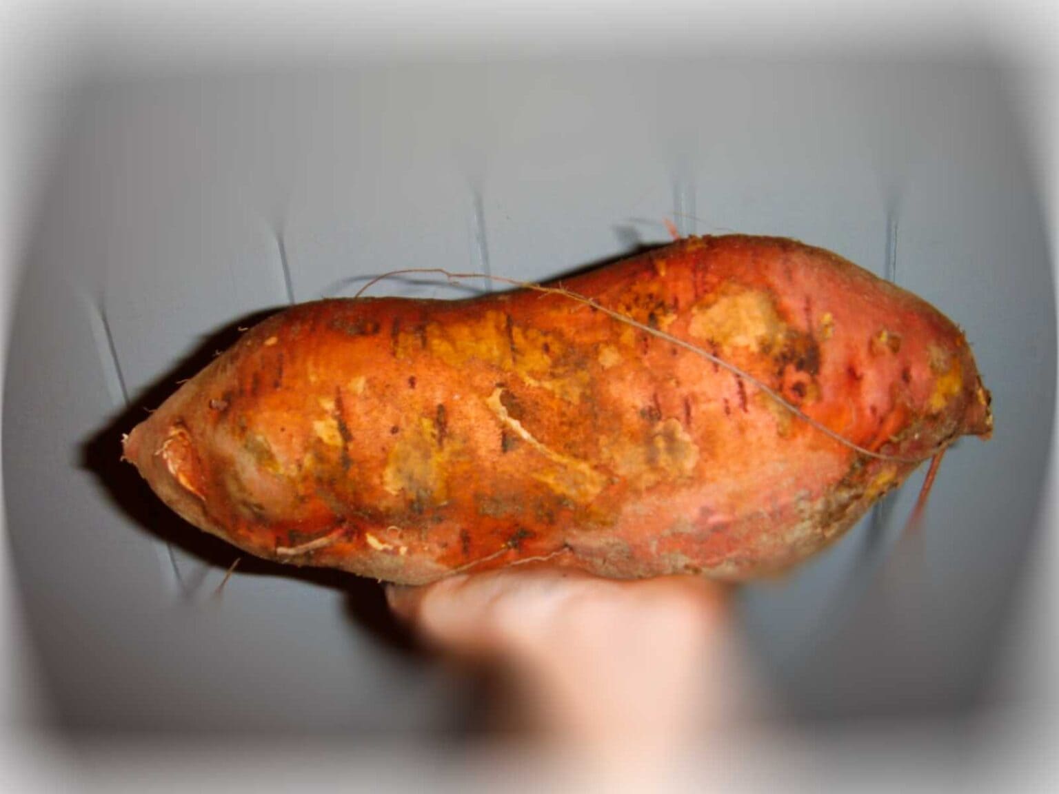 39 Types of Sweet Potatoes A to Z Photos Butter N Thyme
