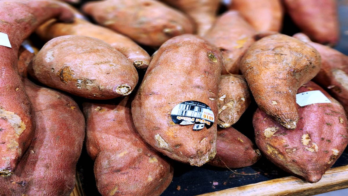 Are Yam And Sweet Potatoe Plants Bad For Dogs