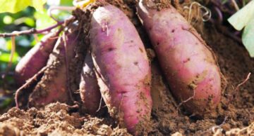 39 Types of Sweet Potatoes | A to Z | Photos - Butter N Thyme