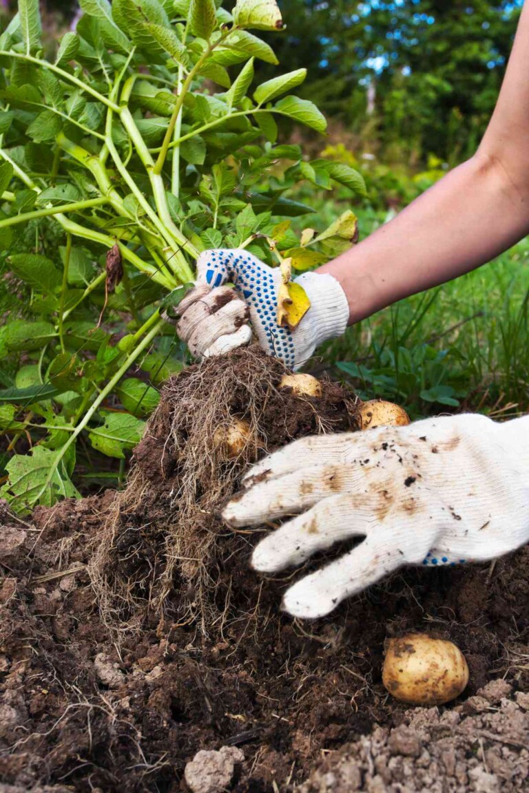 How To Grow Sweet Potatoes 🥔 Plant, Care & Harvest Butter N Thyme