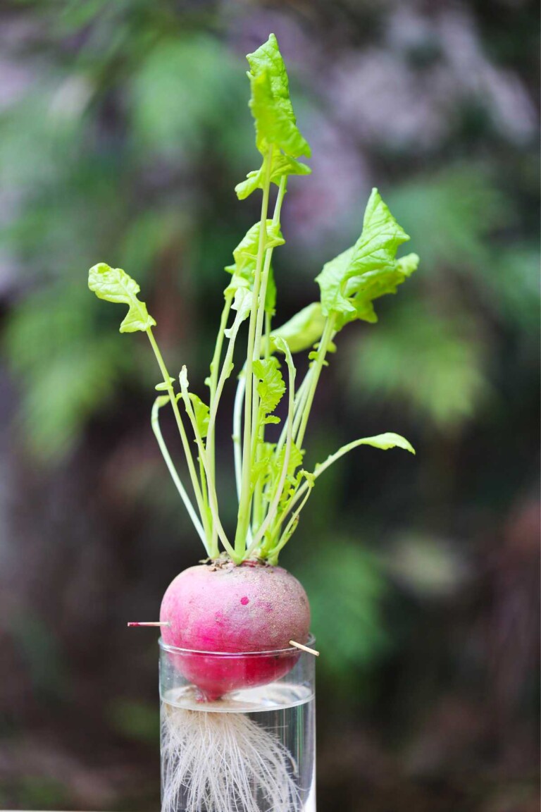 thumbnail image 2 of Radish Seeds For Planting - 1,200 Non-GMO Cherry Belle Heirloom Seeds 2 of 14
