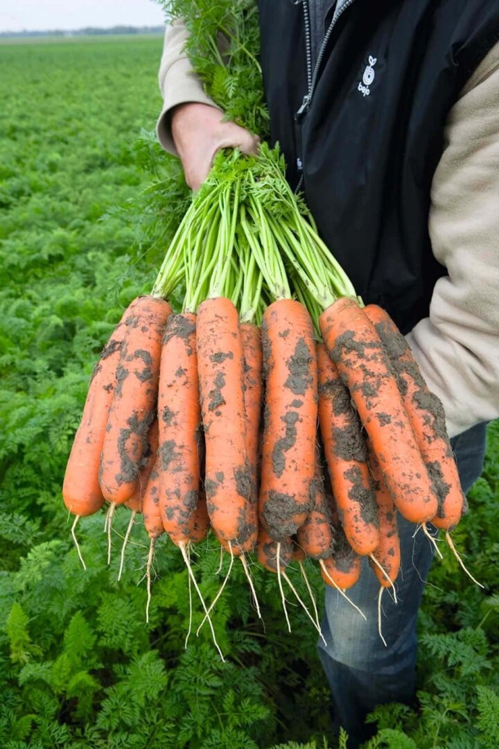 45 Types of Carrots AtoZ Photos Butter N Thyme
