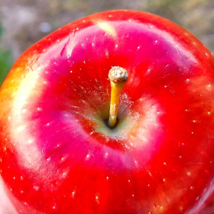 Cosmic Crisp Apples 🍎 Types Uses Photos Butter N Thyme